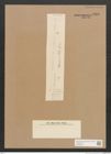 Diatomeae indet. Zeichnungen Sammlung Grunow Nr. 4563 (NHMW-BOT-W0372522)